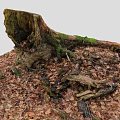 Tree Stump Covered with Green Moss Surrounded by Fallen Leaves and Dead Branches