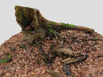tree stump scanning tree stump realistic tree stump tree root moss forest tree scanning tree 3d model