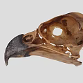 Detailed Bird Skull Skeletal Structure Featuring Beak And Cranial Details