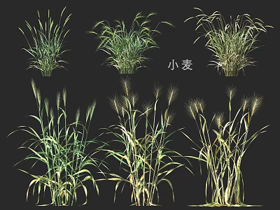 Healthy Wheat Crop Showing Different Growth Stages With Green And Golden Leaves 3d model