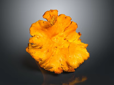 Vibrant Orange Yellow Edible Plant With Ruffled Edges On Gray Background 3d model