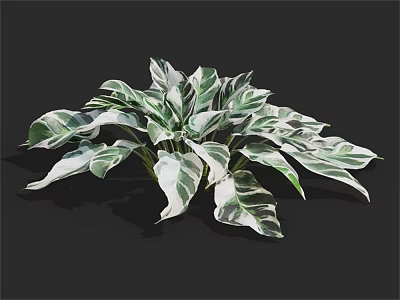 Vibrant Lush Plant with Green and White Striped Broad Leaves 3d model