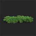 Lush Green Shrubs With Dense Foliage Ideal For Garden Landscaping And Outdoor Decoration
