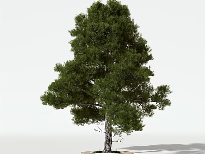 Potted Evergreen Tree With Lush Green Foliage For Indoor Decorative Use 3d model