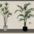 Tall Indoor Potted Palm Plants In Decorative Geometric White And Black Pots With Soft Natural Light