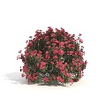 plants shrubs flowers flowers and plants 3d model