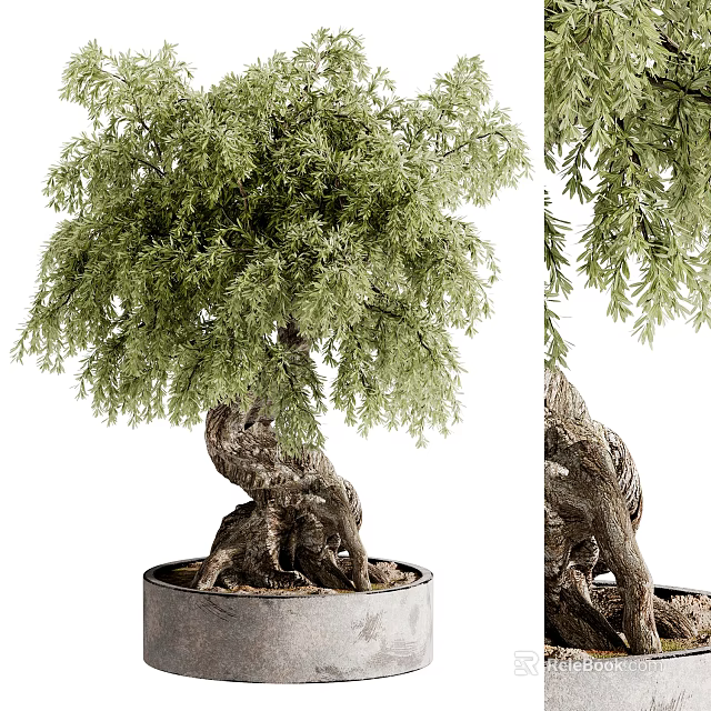 Decorative Indoor Bonsai Plant with Twisted Trunk and Lush Green Foliage in Concrete Pot 3d model 