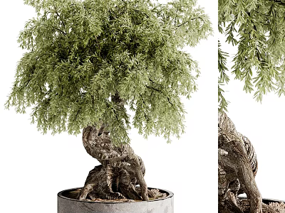 Decorative Indoor Bonsai Plant with Twisted Trunk and Lush Green Foliage in Concrete Pot 3d model