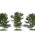 Multiple Arbor Trees With Lush Green Foliage And Grassy Base Shadows 3d model