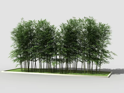 Lush Green Bamboo Stand With Tall Stems And Dense Foliage In Planter 3d model