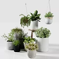 Hanging And Tabletop Potted Plants With Green Foliage In Various White Containers