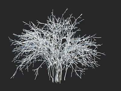 Detailed White Leafless Shrub With Intricate Fine Branches On Black Background 3d model