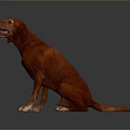 Red Dog Sitting With Tongue Out On Dark Background 3D Render