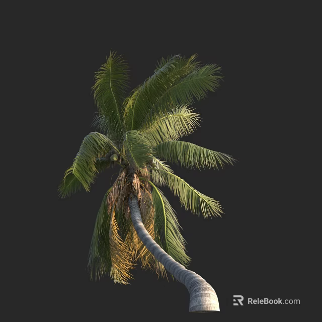 Tall Palm Tree With Green Fronds And Curved Trunk Isolated On Dark Background 3d model 