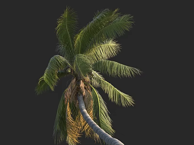 Tall Palm Tree With Green Fronds And Curved Trunk Isolated On Dark Background 3d model