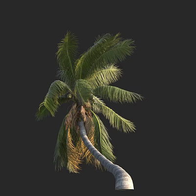 Tall Palm Tree With Green Fronds And Curved Trunk Isolated On Dark Background 3d model