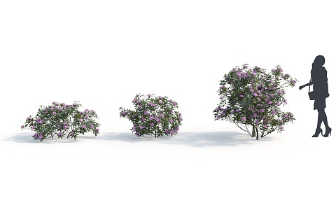 Modern Shrub Plant 3d model