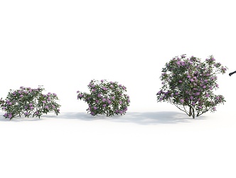 Modern Shrub Plant 3d model