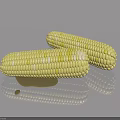 Fresh Yellow And White Corn Cobs With Oil Stain On Gray Reflective Surface