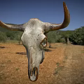Weathered Bull Skull Against Blue Sky With Dry Land And Trees
