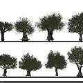 Collection of Olive Trees Featuring Various Sizes and Natural Shapes