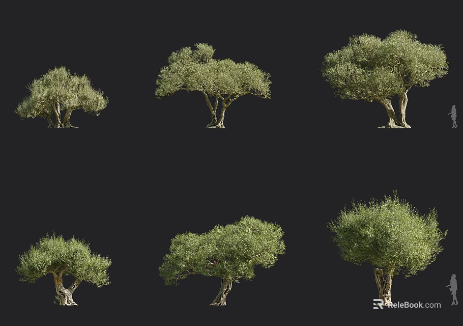 Olive Trees In Various Forms With Green Foliage And Different Crown Shapes 3d model