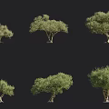 Olive Trees In Various Forms With Green Foliage And Different Crown Shapes 3d model