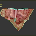 3D Anatomical Illustration of Human Organs and Hair Structures With Detailed Medical View
