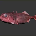 Red Fish With Transparent Body Prominent Eyes On Gray Background And Reflection On Smooth Surface
