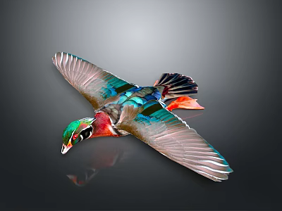 Colorful Bird in Flight With Vibrant Feathers and Reflection on Gray Background 3d model