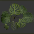 Monstera Plant With Large Green Perforated Leaves Isolated On Dark Background