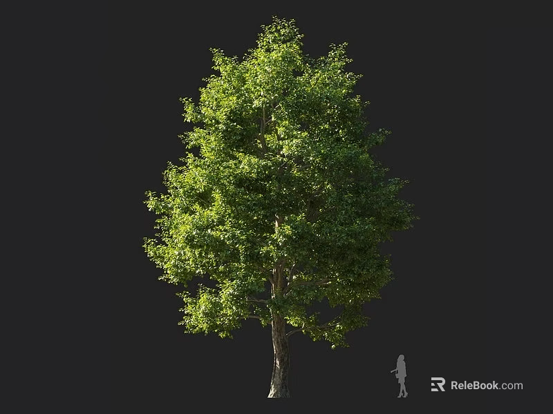 Tall Arbor With Lush Green Foliage And Sturdy Trunk Featuring Human Figure For Scale 3d model 