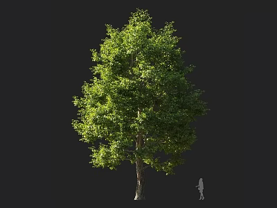Tall Arbor With Lush Green Foliage And Sturdy Trunk Featuring Human Figure For Scale 3d model