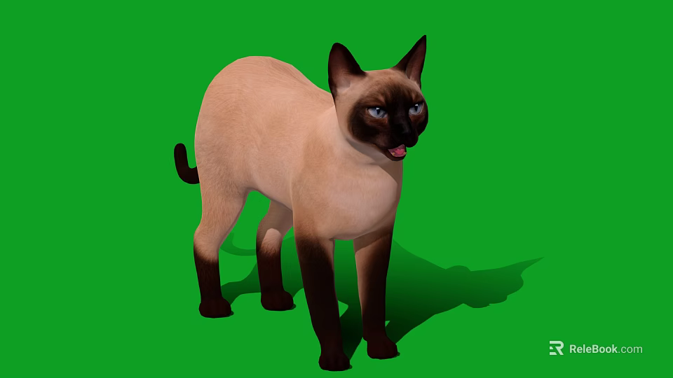 Siamese Cat Standing on Green Background with Blue Eyes and Pointed Coat Features 3d model 