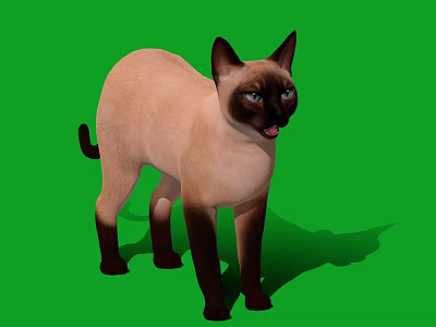 Siamese Cat Standing on Green Background with Blue Eyes and Pointed Coat Features 3d model