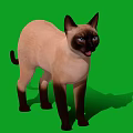 Siamese Cat Standing on Green Background with Blue Eyes and Pointed Coat Features