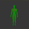 Human Organ Muscular System Anatomical Model Red Body Structure 3D Rendering