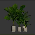 Large Green Leaf Plants In White Pots Arranged On Dark Surface 3d model