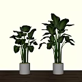 Indoor Potted Plants With Large Green Leaves In White Ceramic Pots