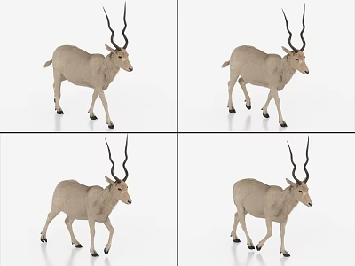 3D Antelope Model Displayed In Multiple Angles With White Background And Natural Features 3d model