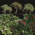 Different Arbor Types Showcasing Green Foliage And Vibrant Flower Blooms
