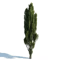 Healthy Green Arbor Trees in Various Sizes and Growth Stages