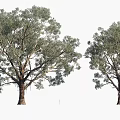 Plants Trees Landscape Trees Arbor 3d model