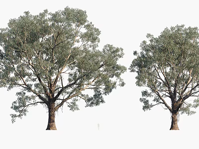 Two Lush Green Arbor Trees With Dense Foliage And Thick Strong Trunks 3d model