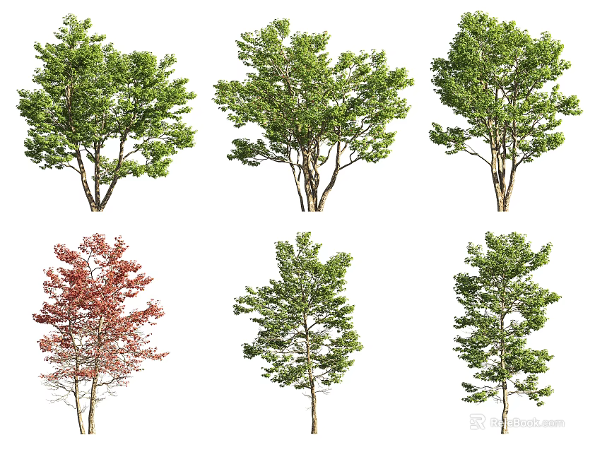Various Ornamental Trees with Green and Red Foliage in Different Shapes for Landscaping 3d model 