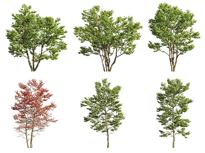 Various Ornamental Trees with Green and Red Foliage in Different Shapes for Landscaping 3d model