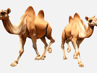 Two Hump Camels Walking On White Background In Natural Pose 3d model