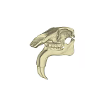 Two Detailed White Animal Skull Specimens With Visible Teeth And Bone Structure