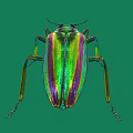 Vibrant Iridescent Beetle With Metallic Green Purple Hues On Green Background