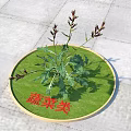 Organic Vegetable Plant With Fresh Green Leaves And Red Stems Displayed On Green Mat